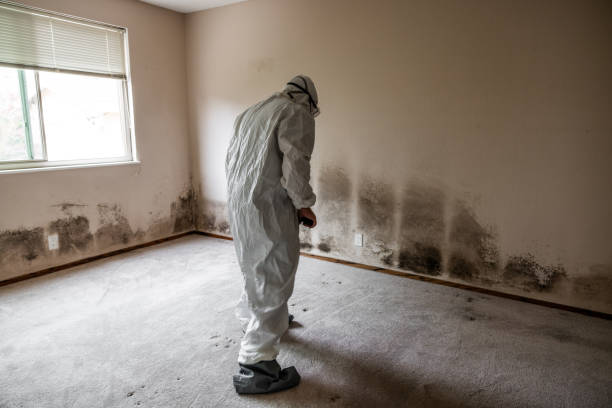 Mold Documentation for Insurance Claims in Pomona, NY